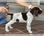 Small Photo #5 German Shorthaired Pointer Puppy For Sale in ENOLA, PA, USA