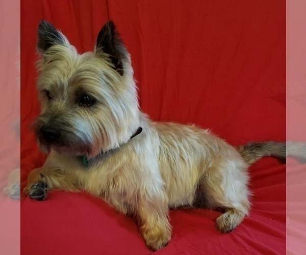 Medium Photo #2 Cairn Terrier Puppy For Sale in FORNEY, TX, USA