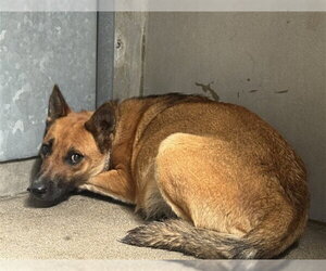 German Shepherd Dog-Unknown Mix Dogs for adoption in San Bernardino, CA, USA