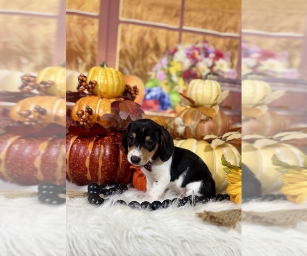 Medium Photo #10 Dachshund Puppy For Sale in RIPLEY, MS, USA