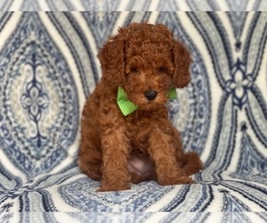 Cavapoo-Poodle (Miniature) Mix Puppy for sale in LAKELAND, FL, USA