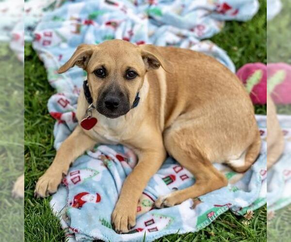 Medium Photo #11 Labrador Retriever-Unknown Mix Puppy For Sale in San Diego, CA, USA