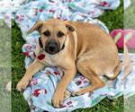 Small #10 Labrador Retriever Mix