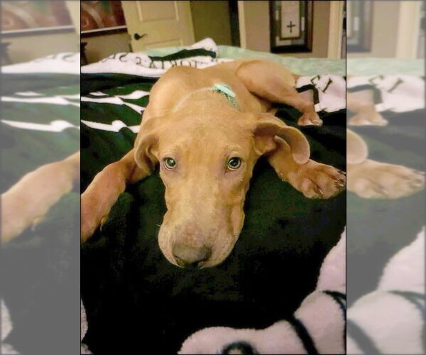 Medium Photo #3 Unknown-Vizsla Mix Puppy For Sale in Alexander, AR, USA