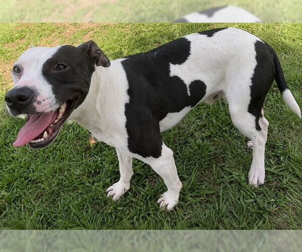 Medium Photo #1 Mutt Puppy For Sale in Grovetown, GA, USA