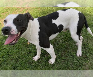 Mutt Dogs for adoption in Grovetown, GA, USA