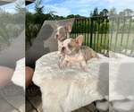 Puppy Mrman French Bulldog