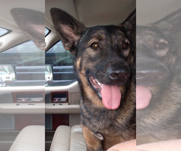 Medium Photo #3 German Shepherd Dog-Unknown Mix Puppy For Sale in Spring, TX, USA