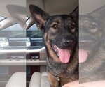 Small #2 German Shepherd Dog Mix