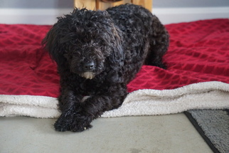 Medium Poodle (Miniature)