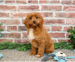 Small #8 Cavapoo (Miniature)