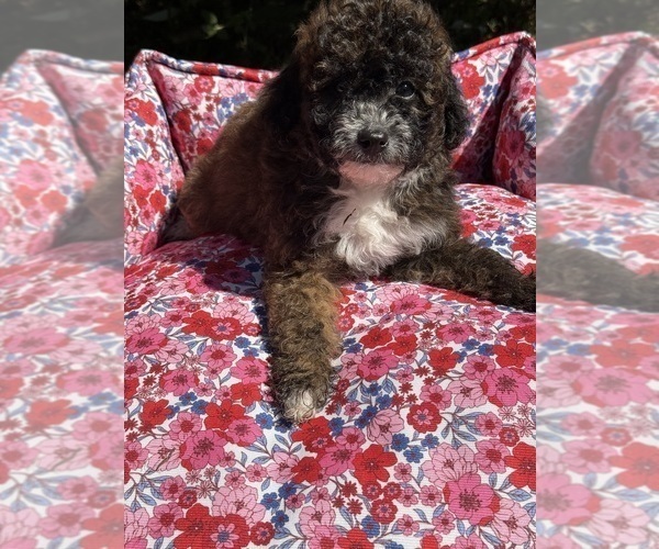 Medium Photo #6 Pom-A-Poo-Poodle (Miniature) Mix Puppy For Sale in OWINGS, MD, USA