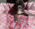 Small #5 Pom-A-Poo-Poodle (Miniature) Mix