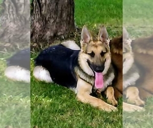 Mother of the German Shepherd Dog puppies born on 10/16/2019