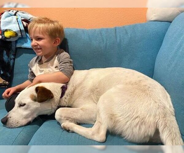 Medium Photo #3 Boxer-Siberian Husky Mix Puppy For Sale in Ventura, CA, USA