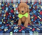 Small Photo #5 Goldendoodle (Miniature) Puppy For Sale in LAKELAND, FL, USA