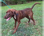 Small #2 Labrador Retriever Mix