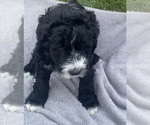 Small Photo #21 Sheepadoodle Puppy For Sale in CONROE, TX, USA