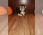 Small Photo #8 Maltese Puppy For Sale in LAPEER, MI, USA