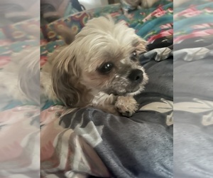 Father of the Shorkie Tzu puppies born on 02/13/2025