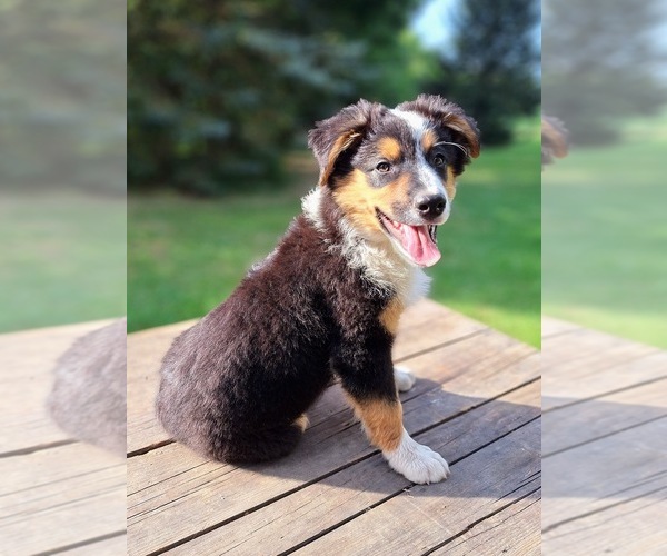 Medium Photo #1 Australian Shepherd Puppy For Sale in SAINT JOHNS, MI, USA