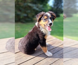 Australian Shepherd Puppy for sale in SAINT JOHNS, MI, USA