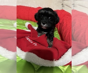 Havanese Puppy for sale in LIVONIA, MI, USA