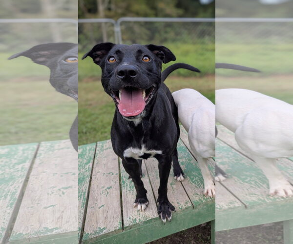 Medium Photo #6 Mutt Puppy For Sale in Calhoun, GA, USA