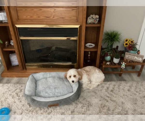 Medium Photo #1 Cavachon Puppy For Sale in UNION, MO, USA