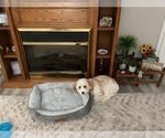 Small Cavachon