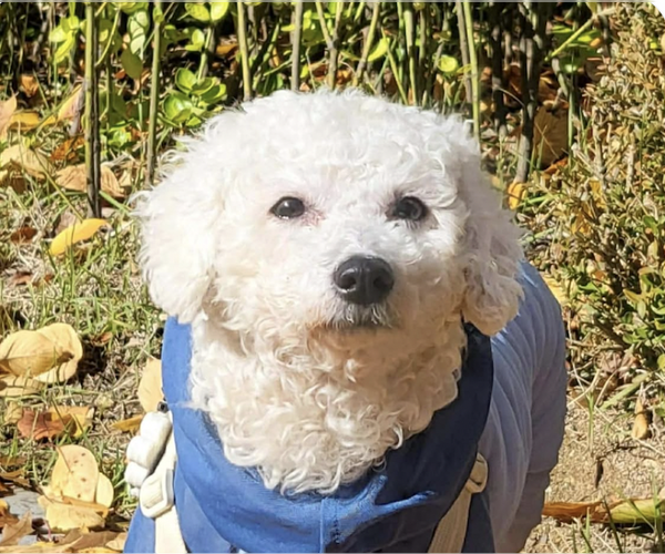 Medium Photo #1 Bichon Frise Puppy For Sale in San Ramon, CA, USA