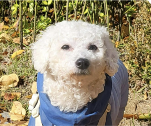 Bichon Frise Dogs for adoption in San Ramon, CA, USA