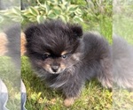 Small #3 Pomeranian