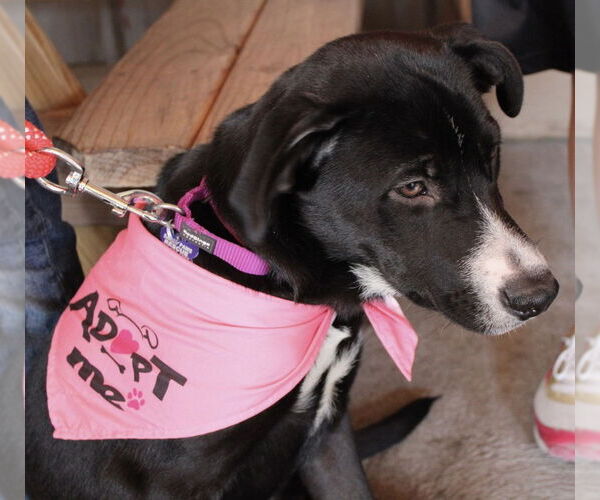 Medium Photo #15 Mutt Puppy For Sale in Oak Bluffs, MA, USA