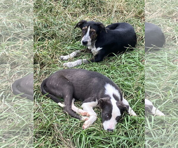 Medium Photo #2 Labrador Retriever-Unknown Mix Puppy For Sale in Slidell, LA, USA