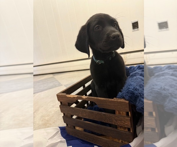 Medium Photo #1 Labrador Retriever Puppy For Sale in ELKTON, MD, USA