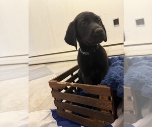 Medium Labrador Retriever