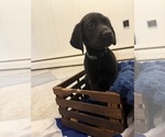 Puppy Puppy 4 Labrador Retriever