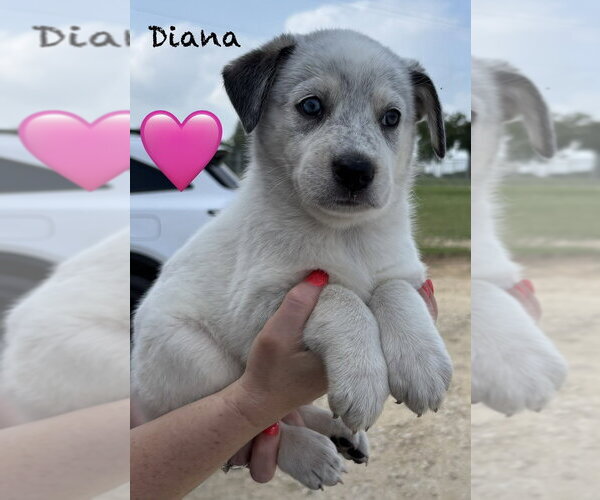 Medium Photo #2 Australian Shepherd Puppy For Sale in Brewster, NY, USA