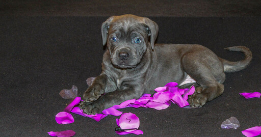 Medium Photo #3 Cane Corso Puppy For Sale in OAK LAWN, IL, USA