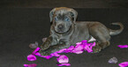 Small Photo #3 Cane Corso Puppy For Sale in OAK LAWN, IL, USA