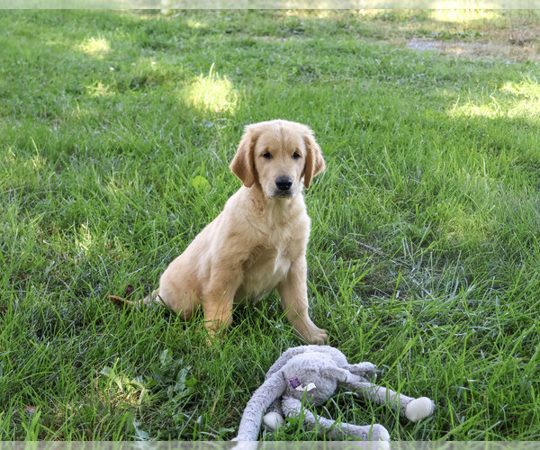 Medium Photo #4 Golden Retriever Puppy For Sale in SYRACUSE, IN, USA