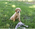 Small #3 Golden Retriever