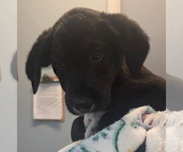 Medium Photo #2 Labrottie Puppy For Sale in Foristell, MO, USA