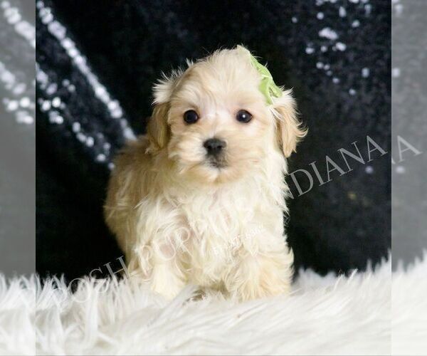 Medium Photo #18 Maltipoo (Miniature) Puppy For Sale in WARSAW, IN, USA