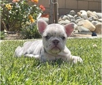Small Photo #2 French Bulldog Puppy For Sale in BIRMINGHAM, AL, USA