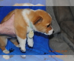 Small Photo #6 Pembroke Welsh Corgi Puppy For Sale in FALLS CITY, OR, USA