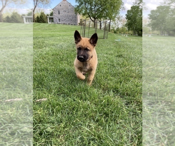 Medium Photo #7 Belgian Malinois Puppy For Sale in FAIRPLAY, MD, USA