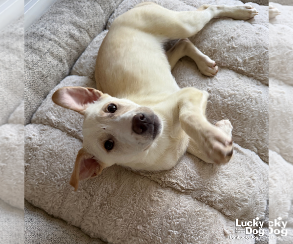 Medium Photo #9 Australian Shepherd-Unknown Mix Puppy For Sale in Washington, DC, USA