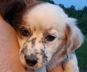 Australian Shepherd-Boxer Mix Puppy for sale in CASSOPOLIS, MI, USA